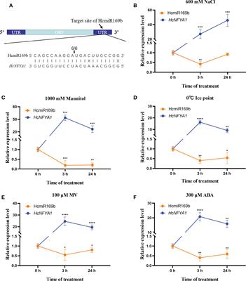 The miR169b/NFYA1 module from the halophyte Halostachys caspica endows salt and drought tolerance in Arabidopsis through multi-pathways
